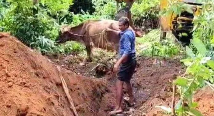 പറമ്പിലെ കുഴിയിൽ വീണ പശുവിനെ അഗ്നിരക്ഷാസേനയുടെ നേതൃത്വത്തിൽ രക്ഷപെടുത്തി പറമ്പിലെ കുഴിയിൽ വീണ പശുവിനെ അഗ്നിരക്ഷാസേനയുടെ നേതൃത്വത്തിൽ രക്ഷപെടുത്തി