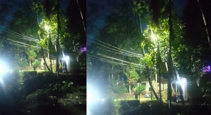 മരച്ചില്ലകള്കൊണ്ട് മൂടി ഹൈമാസ്റ്റ് ലൈറ്റ് ; പ്രകാശം കിട്ടുന്നില്ലെന്ന് പരാതി മരച്ചില്ലകള്കൊണ്ട് മൂടി ഹൈമാസ്റ്റ് ലൈറ്റ് ; പ്രകാശം കിട്ടുന്നില്ലെന്ന് പരാതി