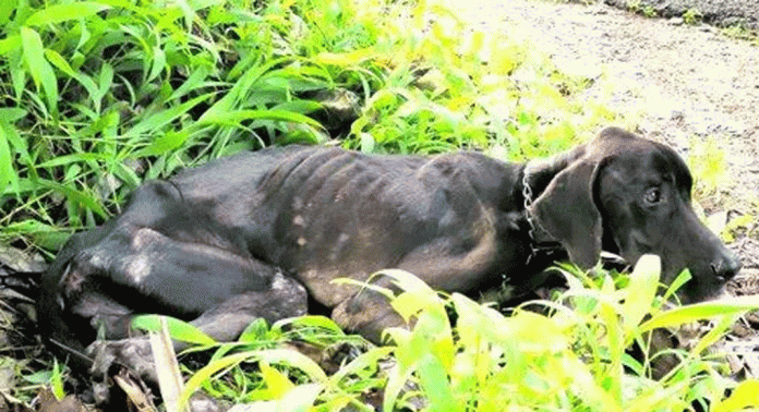റോഡരികിലെ മരത്തിൽ പൂട്ടിയിട്ട നിലയിൽ അവശനായ വളർത്തുനായയെ കണ്ടെത്തി റോഡരികിലെ മരത്തിൽ പൂട്ടിയിട്ട നിലയിൽ അവശനായ വളർത്തുനായയെ കണ്ടെത്തി