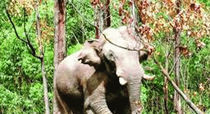 ചിന്നക്കനാലിൽ നിന്ന് കാടുകടത്തിയ അരിക്കൊമ്പൻ പുതിയ ഡയറ്റിൽ തൃപ്തനെന്ന് തമിഴ്നാട് വനംവകുപ്പ് ചിന്നക്കനാലിൽ നിന്ന് കാടുകടത്തിയ അരിക്കൊമ്പൻ പുതിയ ഡയറ്റിൽ തൃപ്തനെന്ന് തമിഴ്നാട് വനംവകുപ്പ്