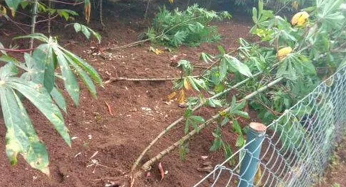 ചെന്നീര്ക്കരയില് കൃഷി നശിപ്പിച്ച് കാട്ടുപന്നികള് ചെന്നീര്ക്കരയില് കൃഷി നശിപ്പിച്ച് കാട്ടുപന്നികള്