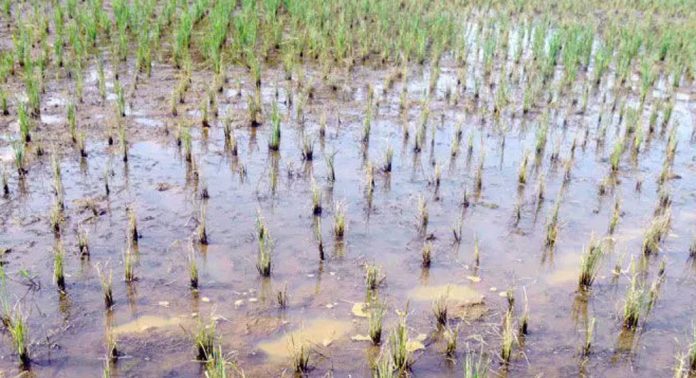 മഴ ; രണ്ടാംകൃഷി ഇറക്കിയ കർഷകർ ആശങ്കയിൽ മഴ ; രണ്ടാംകൃഷി ഇറക്കിയ കർഷകർ ആശങ്കയിൽ