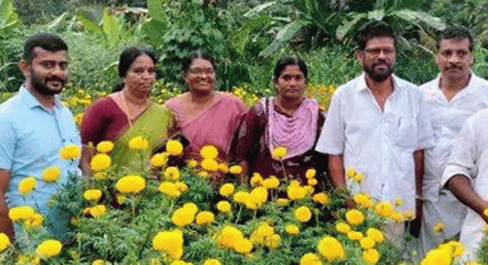 ഇഞ്ചപ്പാറയിൽ ഇക്കോ ടൂറിസത്തിന്റെ ഭാഗമായി ചെണ്ടുമല്ലിത്തോട്ടം ഒരുങ്ങി ഇഞ്ചപ്പാറയിൽ ഇക്കോ ടൂറിസത്തിന്റെ ഭാഗമായി ചെണ്ടുമല്ലിത്തോട്ടം ഒരുങ്ങി