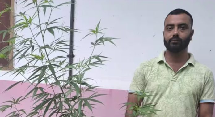 വീടിന് പിന്നിൽ കഞ്ചാവ് ചെടി, പാൻ്റിൻ്റെ പോക്കറ്റിലും കഞ്ചാവ് ; യുവാവിനെതിരെ കേസെടുത്തു വീടിന് പിന്നിൽ കഞ്ചാവ് ചെടി, പാൻ്റിൻ്റെ പോക്കറ്റിലും കഞ്ചാവ് ; യുവാവിനെതിരെ കേസെടുത്തു