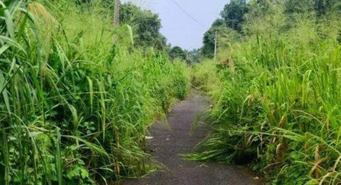 ഇലന്തൂരിലെ പ്രധാന ജലസ്രോതസുകളിലൊന്നായ ഇടതുകര കനാലും കനാൽ റോഡുകളും കാടുമൂടി ഇലന്തൂരിലെ പ്രധാന ജലസ്രോതസുകളിലൊന്നായ ഇടതുകര കനാലും കനാൽ റോഡുകളും കാടുമൂടി