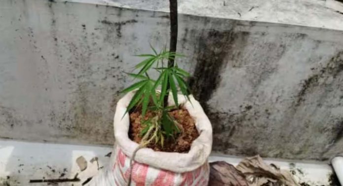 ഇതര സംസ്ഥാന തൊഴിലാളികൾ താമസിക്കുന്ന വീട്ടിൽ കഞ്ചാവ് ചെടികൾ കണ്ടെത്തി ഇതര സംസ്ഥാന തൊഴിലാളികൾ താമസിക്കുന്ന വീട്ടിൽ കഞ്ചാവ് ചെടികൾ കണ്ടെത്തി