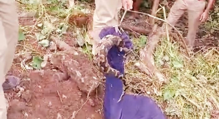 കോന്നി നാരായണപുരം ചന്തയിൽ നിന്ന് പെരുമ്പാമ്പിനെ പിടികൂടി കോന്നി നാരായണപുരം ചന്തയിൽ നിന്ന് പെരുമ്പാമ്പിനെ പിടികൂടി