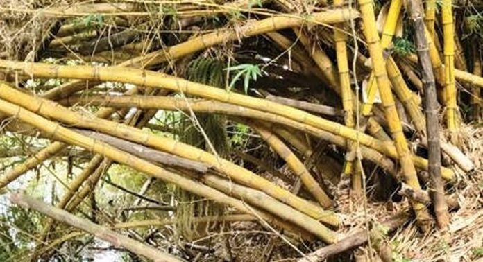 ആറാട്ടുപുഴ പാലത്തിന് സമീപം പമ്പാതീരം ഇടിയുന്നു ആറാട്ടുപുഴ പാലത്തിന് സമീപം പമ്പാതീരം ഇടിയുന്നു