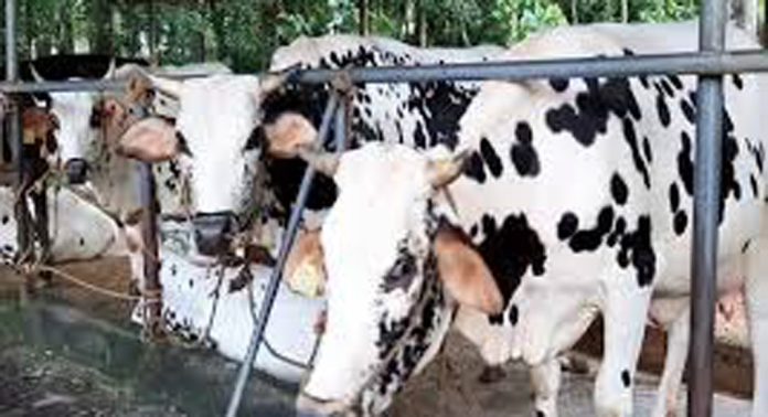 മല്ലപ്പള്ളി ബ്ലോക്ക് ക്ഷീര സംഗമം 26ന് മല്ലപ്പള്ളി ബ്ലോക്ക് ക്ഷീര സംഗമം 26ന്