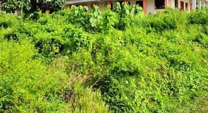 തെള്ളിയൂർക്കാവ് വൃശ്ചിക വാണിഭം നടക്കുന്ന ദേവസ്വം ഭൂമി കാട് കയറി തെള്ളിയൂർക്കാവ് വൃശ്ചിക വാണിഭം നടക്കുന്ന ദേവസ്വം ഭൂമി കാട് കയറി