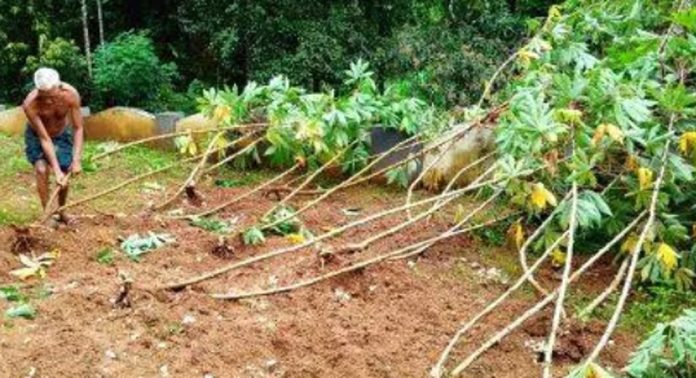 എഴുമറ്റൂരില് കാട്ടുപന്നി ശല്യം രൂക്ഷം എഴുമറ്റൂരില് കാട്ടുപന്നി ശല്യം രൂക്ഷം