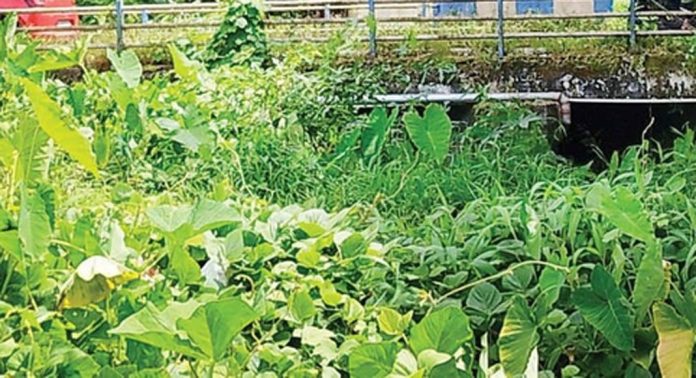 മോണോത്തോട് മാലിന്യവാഹിനിയായിമാറുന്നു മോണോത്തോട് മാലിന്യവാഹിനിയായിമാറുന്നു