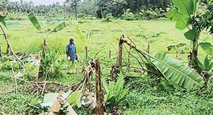 പള്ളിക്കലില് കുലയ്ക്കാറായ വാഴകൃഷികൾ സാമൂഹികവിരുദ്ധർ വെട്ടിനശിപ്പിച്ചു പള്ളിക്കലില് കുലയ്ക്കാറായ വാഴകൃഷികൾ സാമൂഹികവിരുദ്ധർ വെട്ടിനശിപ്പിച്ചു