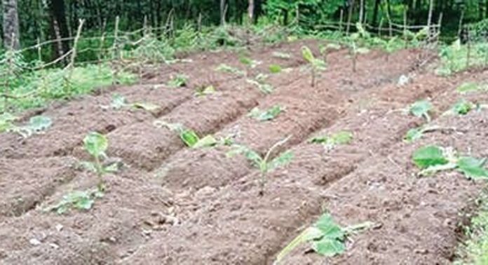 കാട്ടുപന്നി ശല്യത്തില് വലഞ്ഞ് പന്തളം പ്രദേശവാസികള് കാട്ടുപന്നി ശല്യത്തില് വലഞ്ഞ് പന്തളം പ്രദേശവാസികള്