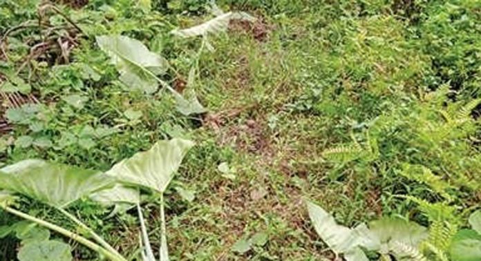 ശ്രീനാരായണപുരം ഏലായിൽ പന്നികൾ കൃഷി നശിപ്പിച്ചു ശ്രീനാരായണപുരം ഏലായിൽ പന്നികൾ കൃഷി നശിപ്പിച്ചു