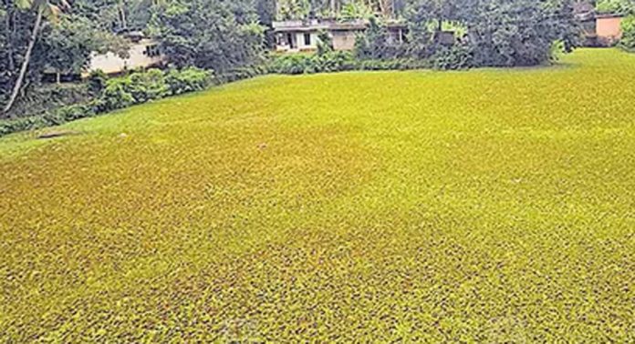 കുറവൻകുഴികുളം പായൽമൂടി നാശത്തിന്റെ പാതയിൽ കുറവൻകുഴികുളം പായൽമൂടി നാശത്തിന്റെ പാതയിൽ