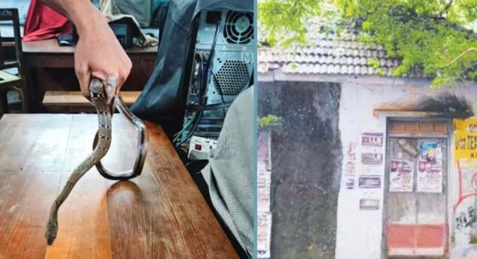 മലപ്പുറത്ത് സർക്കാർ ജീവനക്കാരന് പാമ്പ് കടിയേറ്റു മലപ്പുറത്ത് സർക്കാർ ജീവനക്കാരന് പാമ്പ് കടിയേറ്റു