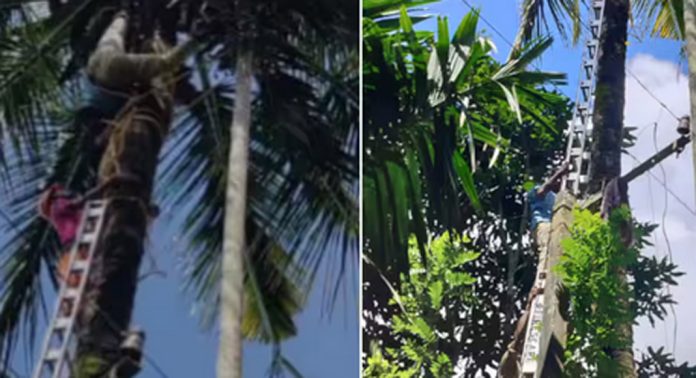 യന്ത്രമുപയോഗിച്ച് തെങ്ങിൽ കയറുന്നതിനിടെ മുകളിൽ കുടുങ്ങിയ ആളെ രക്ഷപെടുത്തി യന്ത്രമുപയോഗിച്ച് തെങ്ങിൽ കയറുന്നതിനിടെ മുകളിൽ കുടുങ്ങിയ ആളെ രക്ഷപെടുത്തി