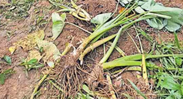 ഏനാത്ത് കാട്ടുപന്നിശല്യം രൂക്ഷം ; നടപടി വേണമെന്ന് നാട്ടുകാർ ഏനാത്ത് കാട്ടുപന്നിശല്യം രൂക്ഷം ; നടപടി വേണമെന്ന് നാട്ടുകാർ