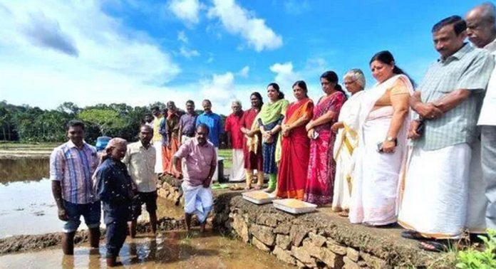 വള്ളിക്കോട് പാടശേഖരങ്ങളിൽ വിതയൊരുക്കം ; വേട്ടക്കുളത്ത് വിത്തെറിഞ്ഞു വള്ളിക്കോട് പാടശേഖരങ്ങളിൽ വിതയൊരുക്കം ; വേട്ടക്കുളത്ത് വിത്തെറിഞ്ഞു