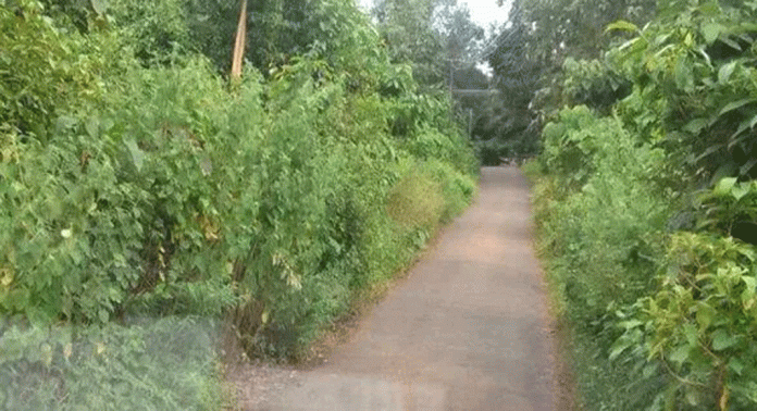 വടക്കുപുറം റോഡിന് വശങ്ങളിലെ കാട് യാത്രാതടസം സൃഷ്ടിക്കുന്നു വടക്കുപുറം റോഡിന് വശങ്ങളിലെ കാട് യാത്രാതടസം സൃഷ്ടിക്കുന്നു