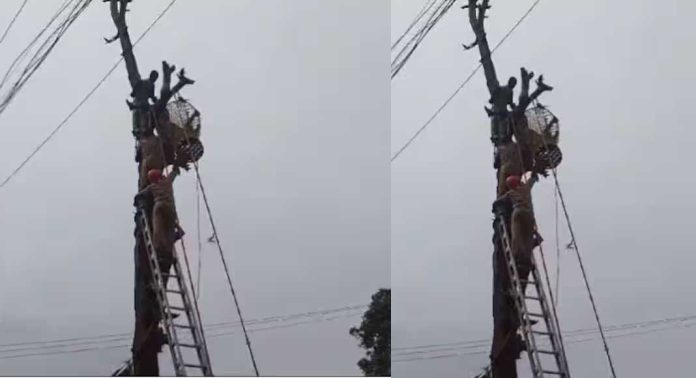 പത്തനംതിട്ടയിൽ തേക്ക് മുറിക്കുന്നതിനിടെ സ്ട്രോക്ക്, 49കാരനെ മരത്തിൽകെട്ടിവെച്ച് സഹായി, രക്ഷകരായി അഗ്നിശമന സേന പത്തനംതിട്ടയിൽ തേക്ക് മുറിക്കുന്നതിനിടെ സ്ട്രോക്ക്, 49കാരനെ മരത്തിൽകെട്ടിവെച്ച് സഹായി, രക്ഷകരായി അഗ്നിശമന സേന