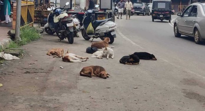 തെരുവു നായ്ക്കളെ ഭയന്ന് ഇട്ടിയപ്പാറ ടൗണിൽ കൂടി സഞ്ചരിക്കാന് പറ്റാത്ത സ്ഥിതിയെന്ന് ആരോപണം തെരുവു നായ്ക്കളെ ഭയന്ന് ഇട്ടിയപ്പാറ ടൗണിൽ കൂടി സഞ്ചരിക്കാന് പറ്റാത്ത സ്ഥിതിയെന്ന് ആരോപണം