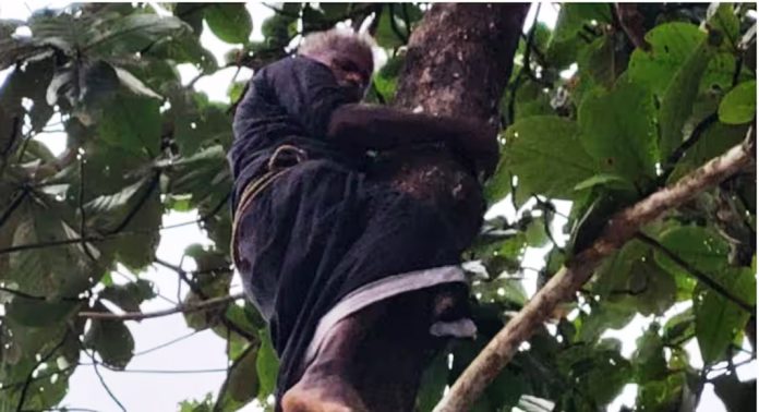 ആത്മഹത്യ ഭീഷണിയുമായി മരത്തിൽ കയറി മധ്യ വയസ്കന്, അനുനയിപ്പിച്ച് അഗ്നിശമന സേനാംഗങ്ങള് ആത്മഹത്യ ഭീഷണിയുമായി മരത്തിൽ കയറി മധ്യ വയസ്കന്, അനുനയിപ്പിച്ച് അഗ്നിശമന സേനാംഗങ്ങള്