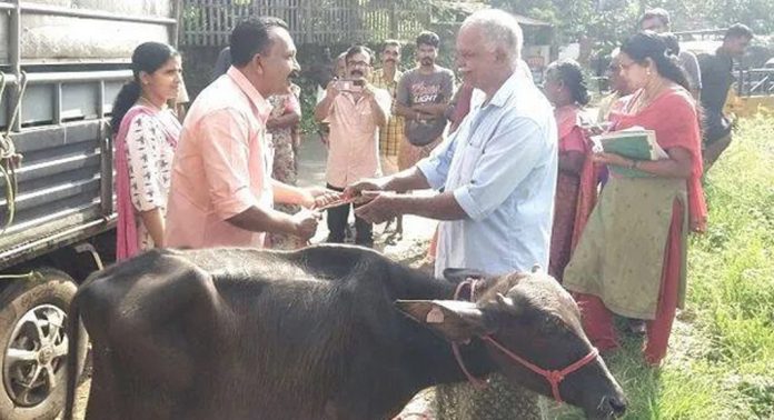 കവിയൂർ പഞ്ചായത്തിൽ കന്നുകുട്ടി പരിപാലനം പദ്ധതി വീണ്ടും തുടങ്ങി കവിയൂർ പഞ്ചായത്തിൽ കന്നുകുട്ടി പരിപാലനം പദ്ധതി വീണ്ടും തുടങ്ങി