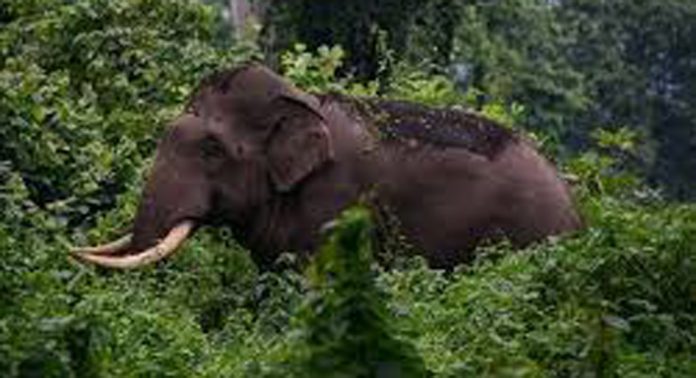 ഊരാമ്പാറയിലെ കാട്ടാനഭീഷണിക്ക് പരിഹാരമായില്ല ; സോളാർവേലി സ്ഥാപിക്കാൻ വൈകുന്നു ഊരാമ്പാറയിലെ കാട്ടാനഭീഷണിക്ക് പരിഹാരമായില്ല ; സോളാർവേലി സ്ഥാപിക്കാൻ വൈകുന്നു