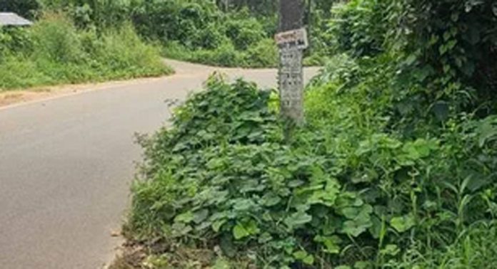 ഏനാത്ത് മിനിഹൈവേയുടെ വശങ്ങളിൽ കാട് അപകട ഭീതി ഉയര്ത്തുന്നു ഏനാത്ത് മിനിഹൈവേയുടെ വശങ്ങളിൽ കാട് അപകട ഭീതി ഉയര്ത്തുന്നു