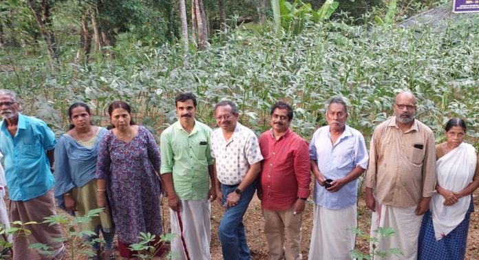 വെള്ളനാട് പഞ്ചായത്തിൽ കൃഷിയിട പരീക്ഷണത്തിന്റെ വിളവെടുപ്പ് ഉത്സവം നടന്നു വെള്ളനാട് പഞ്ചായത്തിൽ കൃഷിയിട പരീക്ഷണത്തിന്റെ വിളവെടുപ്പ് ഉത്സവം നടന്നു