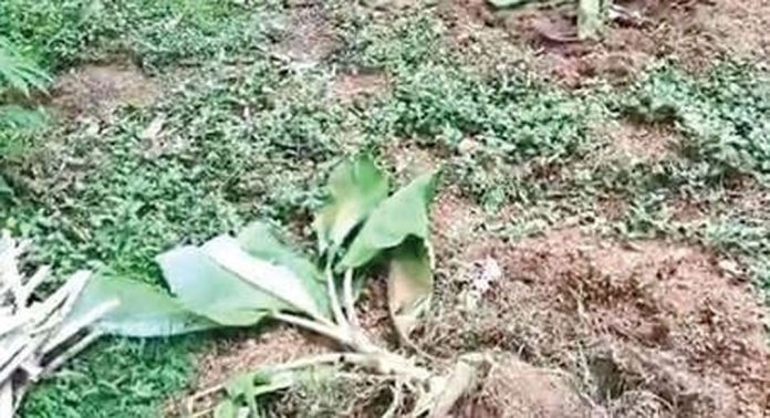 പുതുശ്ശേരിമലയിൽ അരയേക്കർ സ്ഥലത്തെ കൃഷി കാട്ടുപന്നിക്കൂട്ടം നശിപ്പിച്ചു പുതുശ്ശേരിമലയിൽ അരയേക്കർ സ്ഥലത്തെ കൃഷി കാട്ടുപന്നിക്കൂട്ടം നശിപ്പിച്ചു