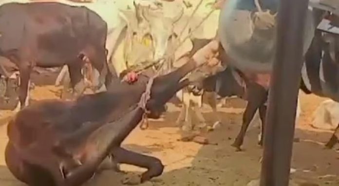 പശുവിനെ ട്രാക്ടറില് കെട്ടിവലിച്ചു ; വീഡിയോ വൈറല് ; നാലുപേര്ക്ക് എതിരെ കേസ് പശുവിനെ ട്രാക്ടറില് കെട്ടിവലിച്ചു ; വീഡിയോ വൈറല് ; നാലുപേര്ക്ക് എതിരെ കേസ്