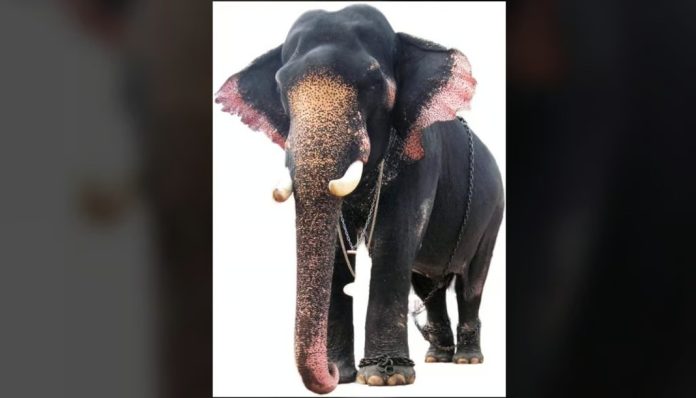 നാട്ടാനകളിലെ കാരണവര് കൊമ്പൻ വടക്കുംനാഥൻ ചന്ദ്രശേഖരൻ ചരിഞ്ഞു നാട്ടാനകളിലെ കാരണവര് കൊമ്പൻ വടക്കുംനാഥൻ ചന്ദ്രശേഖരൻ ചരിഞ്ഞു