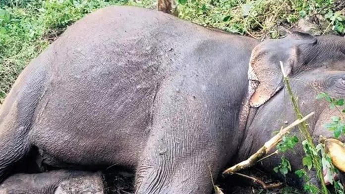 തെങ്കര മെഴുകുംപാറയില് പിടിയാനയെയും കുട്ടിയാനയെയും ചെരിഞ്ഞ നിലയില് കണ്ടെത്തി തെങ്കര മെഴുകുംപാറയില് പിടിയാനയെയും കുട്ടിയാനയെയും ചെരിഞ്ഞ നിലയില് കണ്ടെത്തി