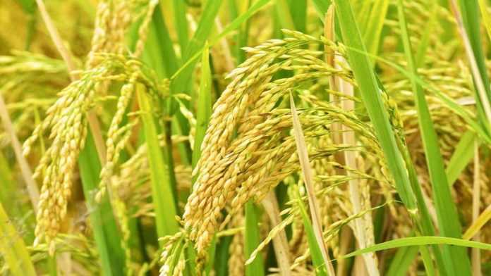 കർഷകരിൽനിന്ന് സംഭരിച്ച നെല്ലിന്റെ സബ്സിഡിയായി 175 കോടി രൂപ അനുവദിച്ചു കർഷകരിൽനിന്ന് സംഭരിച്ച നെല്ലിന്റെ സബ്സിഡിയായി 175 കോടി രൂപ അനുവദിച്ചു