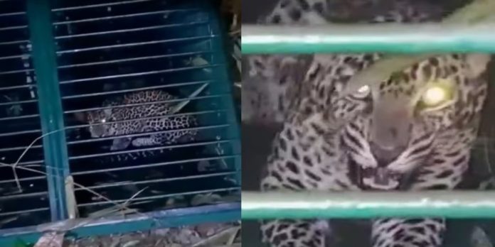 പത്തനാപുരം ചിതല്വെട്ടിയെ ഭീതിയിലാക്കിയ പുലി കൂട്ടിലായി പത്തനാപുരം ചിതല്വെട്ടിയെ ഭീതിയിലാക്കിയ പുലി കൂട്ടിലായി