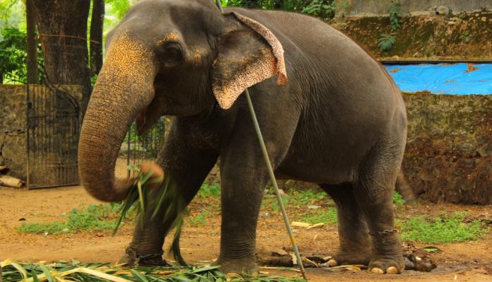 പാപ്പാനെ അടക്കം രണ്ട് പേരെ ക്ഷേത്രത്തിലെ ആന ചവിട്ടിക്കൊന്നു പാപ്പാനെ അടക്കം രണ്ട് പേരെ ക്ഷേത്രത്തിലെ ആന ചവിട്ടിക്കൊന്നു