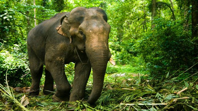 അതിരപ്പിള്ളിയിൽ കാട്ടാന ആക്രമണം അതിരപ്പിള്ളിയിൽ കാട്ടാന ആക്രമണം