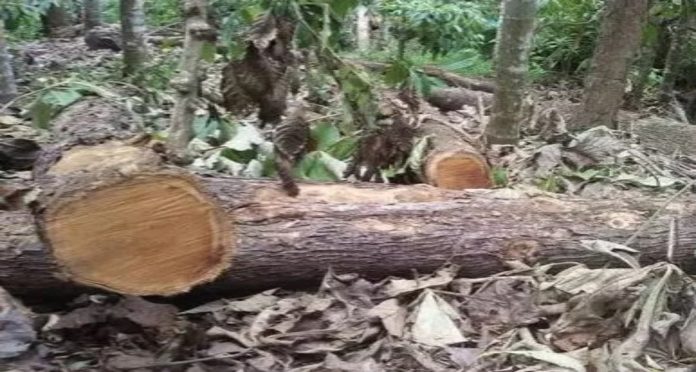 ഈട്ടി മരങ്ങൾ കടത്തൽ ; വനംവകുപ്പ് ഉദ്യോഗസ്ഥർക്കെതിരെ നടപടി ഈട്ടി മരങ്ങൾ കടത്തൽ ; വനംവകുപ്പ് ഉദ്യോഗസ്ഥർക്കെതിരെ നടപടി