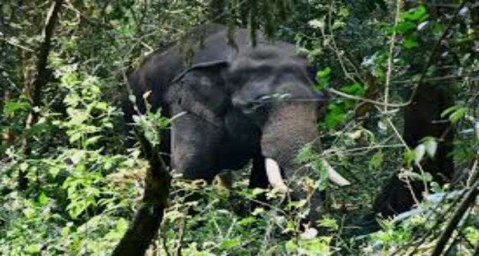 നെല്ലിയാമ്പതിയില് വിനോദസഞ്ചാരികള്ക്ക് നേരെ കാട്ടാന ആക്രമണം നെല്ലിയാമ്പതിയില് വിനോദസഞ്ചാരികള്ക്ക് നേരെ കാട്ടാന ആക്രമണം