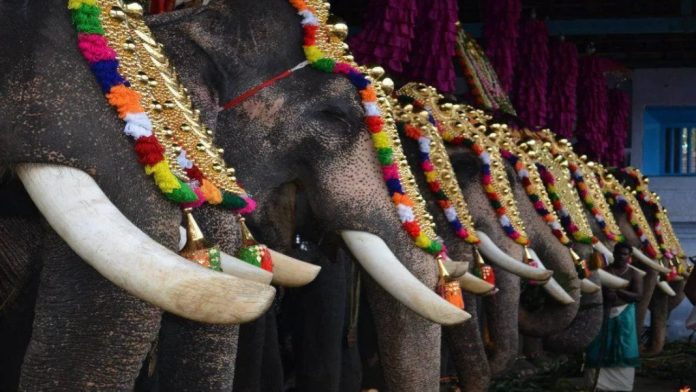 ഉത്സവങ്ങളിലെ ആന എഴുന്നള്ളത്ത് ; മാർഗരേഖയിൽ ഇളവ് അനുവദിക്കില്ലെന്ന് ഹൈക്കോടതി ഉത്സവങ്ങളിലെ ആന എഴുന്നള്ളത്ത് ; മാർഗരേഖയിൽ ഇളവ് അനുവദിക്കില്ലെന്ന് ഹൈക്കോടതി