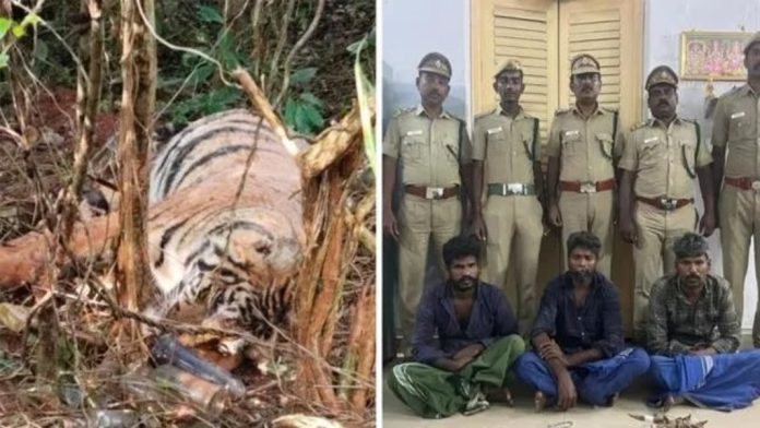 കാട്ടുപന്നിക്കു വച്ച കെണിയിൽ കുടുങ്ങി കടുവ ചത്തു ; മൂന്നുപേർ അറസ്റ്റിൽ കാട്ടുപന്നിക്കു വച്ച കെണിയിൽ കുടുങ്ങി കടുവ ചത്തു ; മൂന്നുപേർ അറസ്റ്റിൽ