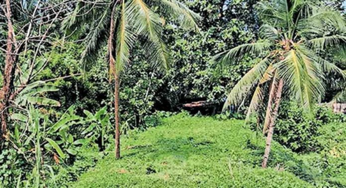 ചെറുകോൽപുഴ പാലം ജംഗ്ഷനില് മ്യൂസിയം നിർമിക്കുന്നതിനു ലഭിച്ച സ്ഥലം കാടുകയറിക്കിടക്കുന്നു ചെറുകോൽപുഴ പാലം ജംഗ്ഷനില് മ്യൂസിയം നിർമിക്കുന്നതിനു ലഭിച്ച സ്ഥലം കാടുകയറിക്കിടക്കുന്നു