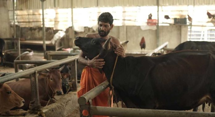 ശബരീശനായി പാൽ ചുരത്തി സന്നിധാനത്തെ ഗോശാല ശബരീശനായി പാൽ ചുരത്തി സന്നിധാനത്തെ ഗോശാല
