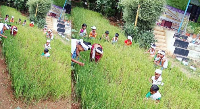 എണ്ണൂറാം വയൽ സി എം എസ് എൽ പി സ്കൂളിന്റെ മുറ്റത്ത് മനോഹരമായ വയല് രൂപപെട്ടു എണ്ണൂറാം വയൽ സി എം എസ് എൽ പി സ്കൂളിന്റെ മുറ്റത്ത് മനോഹരമായ വയല് രൂപപെട്ടു