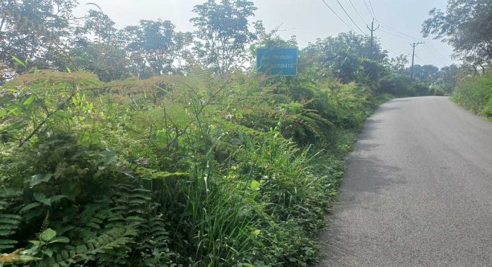 ശബരിമല അനുബന്ധ പാതകള് കാടുമൂടി കിടക്കുന്നതായി ആക്ഷേപം ശബരിമല അനുബന്ധ പാതകള് കാടുമൂടി കിടക്കുന്നതായി ആക്ഷേപം