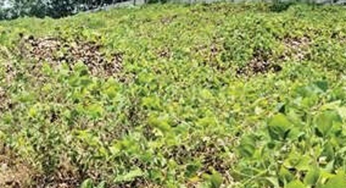 അടൂർ നഗരസഭ ശ്മശാനം മിത്രപുരത്ത് ; ടെൻഡർ നടപടികളിലേക്ക് കടന്നു അടൂർ നഗരസഭ ശ്മശാനം മിത്രപുരത്ത് ; ടെൻഡർ നടപടികളിലേക്ക് കടന്നു