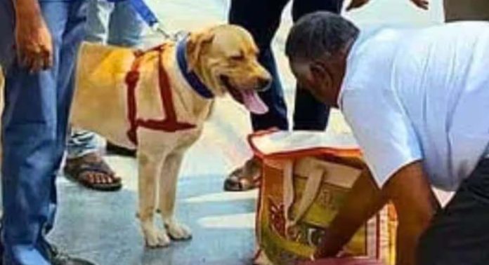 റെയില്വേ സ്റ്റേഷനില് നടത്തിയ പരിശോധനയ്ക്കിടെ നായ മണം പിടിച്ച് പോയത് സമീത്തെ വീട്ടിലേക്ക് ; കഞ്ചാവ് ചെടിയാണ് പിടിച്ചെടുത്തത് റെയില്വേ സ്റ്റേഷനില് നടത്തിയ പരിശോധനയ്ക്കിടെ നായ മണം പിടിച്ച് പോയത് സമീത്തെ വീട്ടിലേക്ക് ; കഞ്ചാവ് ചെടിയാണ് പിടിച്ചെടുത്തത്